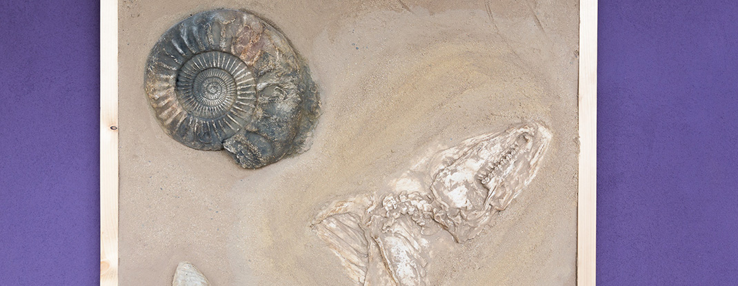 Paneele mit Versteinerungen von Art of Alfi