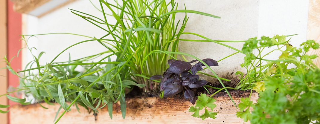 Kräuterwand von Art of Alfi